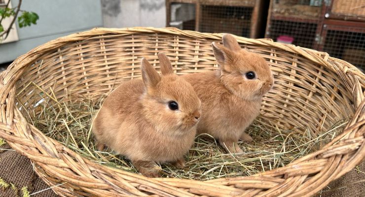 Sakarya Büyümeyen Tavşan