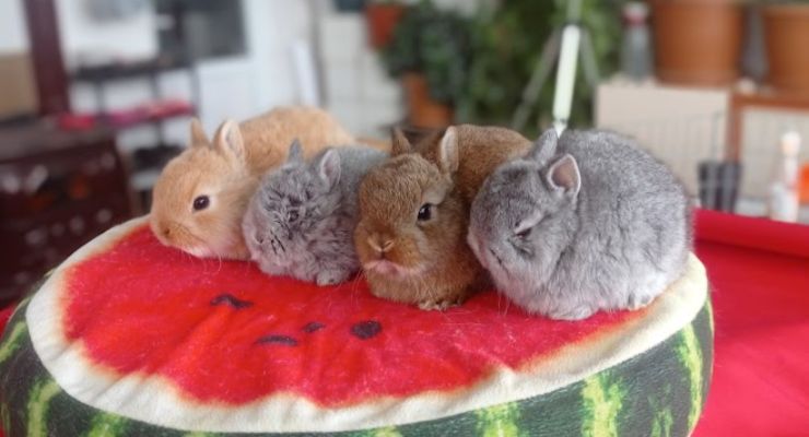 Sakarya Cins Tavşan