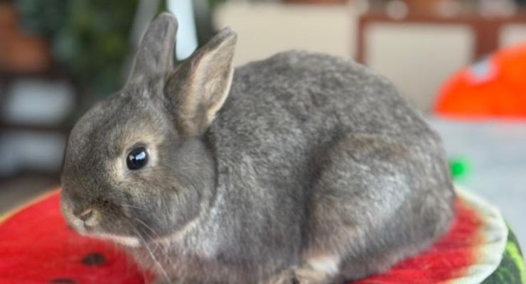 Sakarya Ev Tavşanı