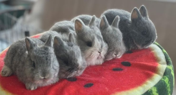 Sakarya Evcil Tavşan