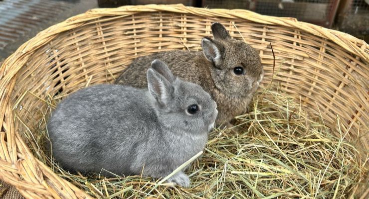 Sakarya Yavru Tavşan