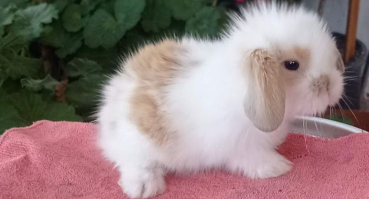 Sakarya Hollanda Lop Tavşan